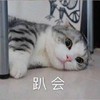 萌宠 猫星人 趴会 累了 呆萌 可爱