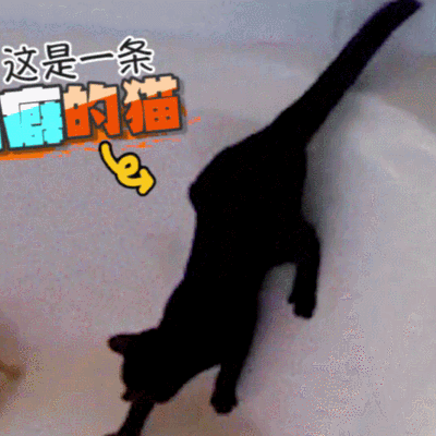 汪星人 狗狗 可愛 萌寵
