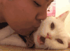 猫咪 喵星人 亲亲 搞笑 生无可恋