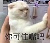 萌宠 喵星人 你可住嘴吧 闭嘴 呆萌 可爱