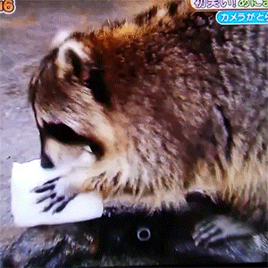 浣熊 raccoon 吃货 懵逼 搞笑 蠢萌