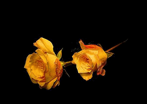黄色 玫瑰 妖艳 美丽