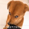 萌宠 汪星人 你不要生气了好不好 道歉 搞怪 逗