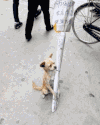 狗狗 做广告 搞笑 可爱