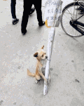 狗狗 做广告 搞笑 可爱