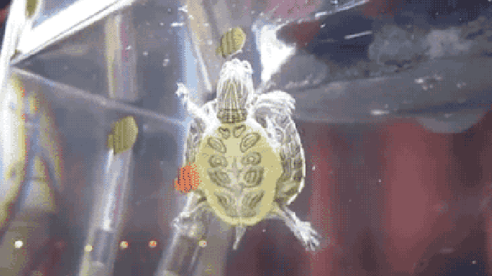 乌龟 爪子 游泳 玻璃
