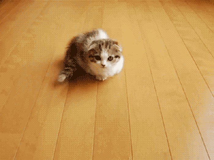 小猫 可爱 地板 走猫步