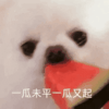 萌宠 汪星人 一瓜未平 一瓜又起 呆萌 可爱