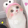 萌宠 猫星人 可爱 乖巧 呆萌 可爱