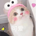 萌宠 猫星人 可爱 乖巧 呆萌 可爱