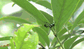 昆虫 模仿大师：哥斯达黎加昆虫 爬 纪录片 蚂蚁