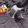 狗 可爱 卖萌 搞怪 搞笑