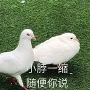 萌宠 鸽子 脖子一缩 随便你说 呆萌 可爱