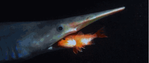 BBC:鲨鱼 剑吻鲨 动物 捕食 海洋 科普 鲨鱼