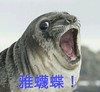雅蠛蝶 海豹 张大嘴 大眼睛