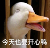 搞笑 蠢萌 沙雕 加油鸭 可爱