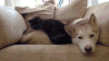 哈士奇 Siberian husky 二哈 猫 依偎 依靠