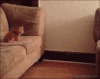 宠物 搞笑 喵星人 萌 gif