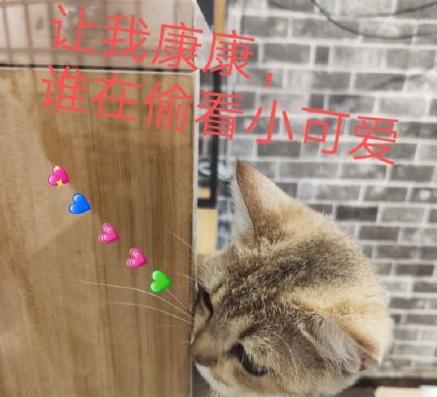 吸猫时间到 搞笑 可爱 萌宠 喵星人
