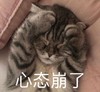 萌宠 猫星人 心态崩了 无奈 呆萌 可爱