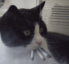 猫咪 可爱 抽烟 萌宠