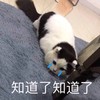 萌宠 猫星人 知道了知道了 我懂了 呆萌 可爱