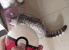 猫咪 吃饭 搞笑 可爱