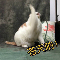 苍天啊 猫咪 可爱 搞笑