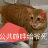 萌宠 猫星人 公共喧哗给爷死 生气 呆萌 可爱
