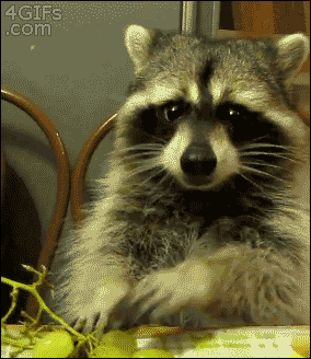浣熊 raccoon 葡萄 吃货