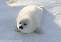 海豹 摇头 白色 萌 雪地 治愈