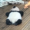 萌宠 熊猫 国家一级保护废物 不想动 呆萌 搞怪