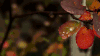 黄昏 风景 漂亮 好萌