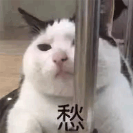 愁 猫 伤心