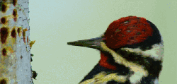 BBC壮美无边 动物 啄树木 纪录片 黄腹吸汁啄木鸟