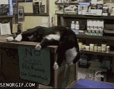 睡觉  猫 萌 可爱