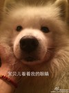 可爱 汪星人 萌宠 宝贝看着我的眼睛