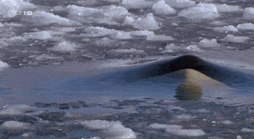 海豚 dolphin 浮冰