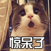 猫 喵星人 萌宠 惊呆了 soogif soogif出品