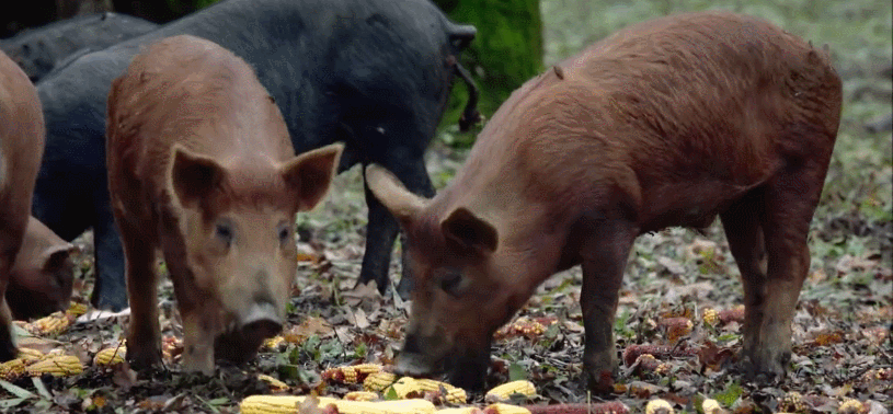 动物 多瑙河-欧洲的亚马逊 家禽 猪 纪录片