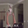 狗狗 手指 伸胳膊 送你上西天