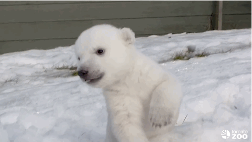 白色 动物 毛绒绒 冰雪