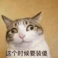 沙雕猫 猫咪 猫 可爱猫 猫表情包 猫咪表情包 小猫