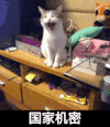 猫咪 搞笑 雷人 斗图 可爱 国家机密