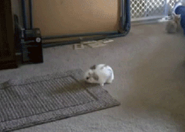 兔子 跳起 萌宠 可爱