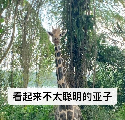 动物园 搞笑 魔性 萌宠 文字表情包