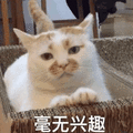 毫无兴趣 猫 伤心