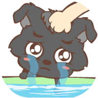 小狗 洗头 流泪 大眼睛