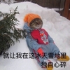 独自心碎 猫咪 雪地 可爱