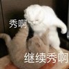 萌宠 猫星人 秀啊 继续秀啊 搞怪 呆萌